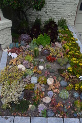 A San Francisco planter box stuffed with cacti, flowers, succulents and other plants.