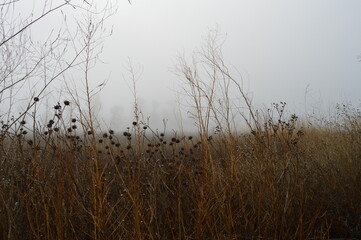 Foggy morning in a field with various reeds and other plants in the foreground and trees in the background shrouded in fog. 