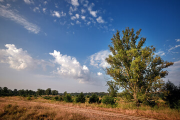 Obraz premium Forest in the morning sun beam.