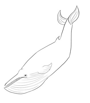 Coloring page, big humpback whale