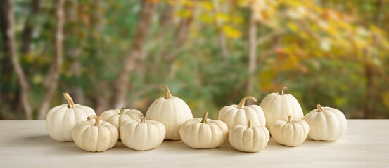 Still life of white pumpkins on a wooden table against the background of an autumn forest. Farmer's harvest of sweet mini pumpkins for Thanksgiving. Fall header with copy space.