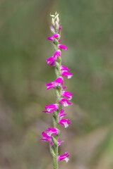 Austral Ladies' Tresses or Pink Spiral Orchid (Spiranthes australis) - endemic to eastern Australia