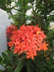 Jungle geranium is a red flower cluster, there is also a yellow one, when it blooms, the flowers are beautiful