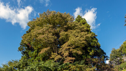 Fototapeta premium 大きな木