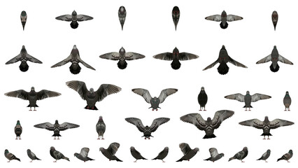 3D High Poly Birds - SET1 Color - Parallel Views