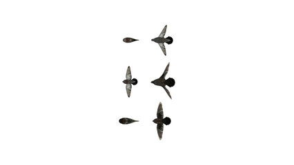3D High Poly Birds - SET1 Color - Top View