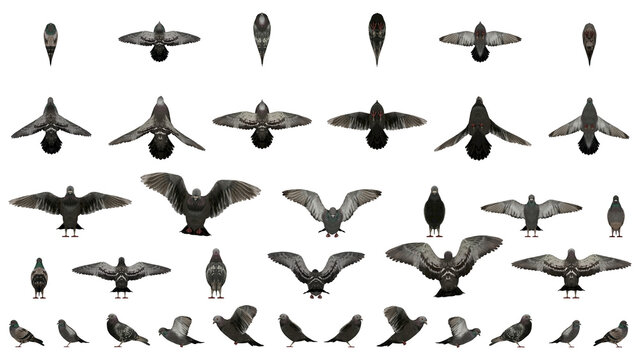 3D High Poly Birds - SET1 Color - Parallel Views