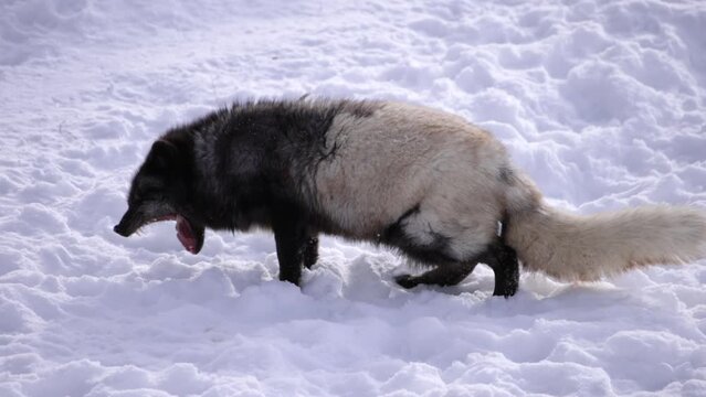 arctic fox vomits and eats it slomo