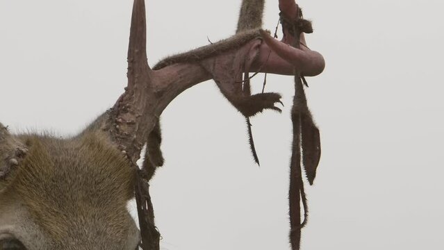 whitetail deer buck closeup velvet peeling off antlers