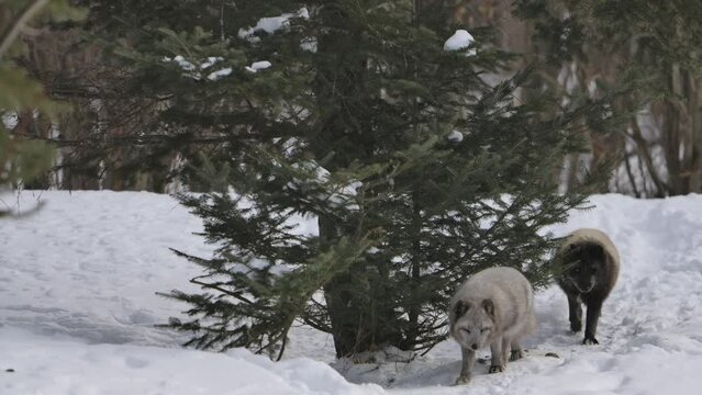 arctic foxes trotting down winter path slomo