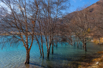 Birch trees with bare branches standing in the water of a mountain lake