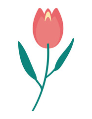 Flat Flower tulip