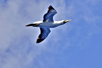 Wasservogel über dem Meer