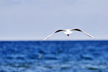 Obraz premium Wasservogel über dem Meer