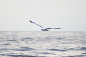 Fototapeta na wymiar Wasservogel über dem Meer
