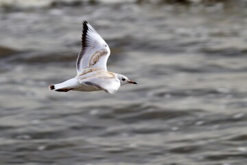 Wasservogel über dem Meer