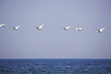 Wasservogel über dem Meer