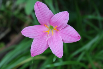 pink flower in the garden