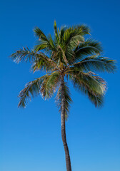 Obraz na płótnie Canvas Lone Coconut Palm Tree Framed by Blue Sky in Hawaii.