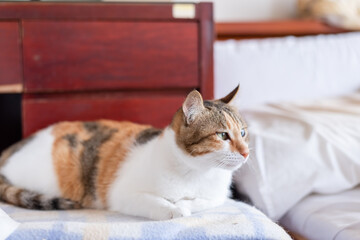 little tortoiseshell cat