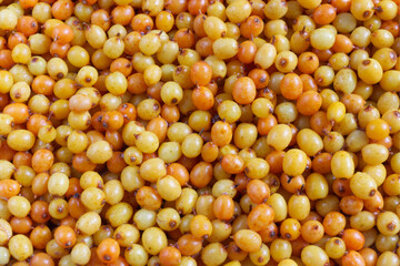 sea buckthorn close - up