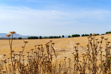 Landscape of plowed field with dry thistles in front. In Villanueva de la Torre a village in Guadalajara Spain.
