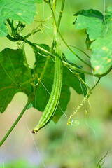Fresh Angled gourd, Ridge gourd vegetable on vine in farm