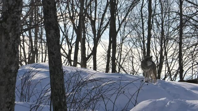 coyote on top of snowy hill rolling shot through forest