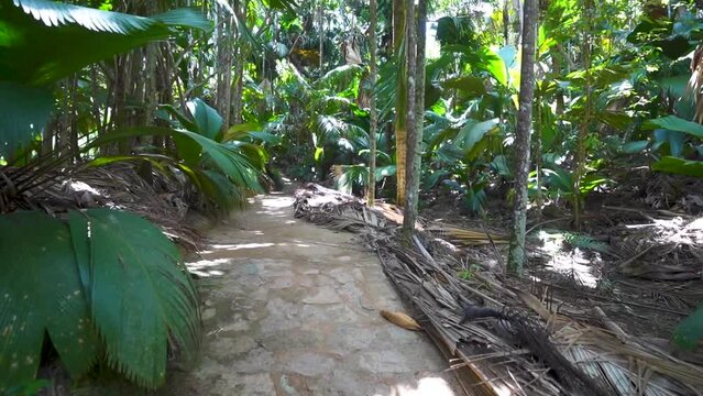Walking down dirt path in tropical jungle with large green leaves