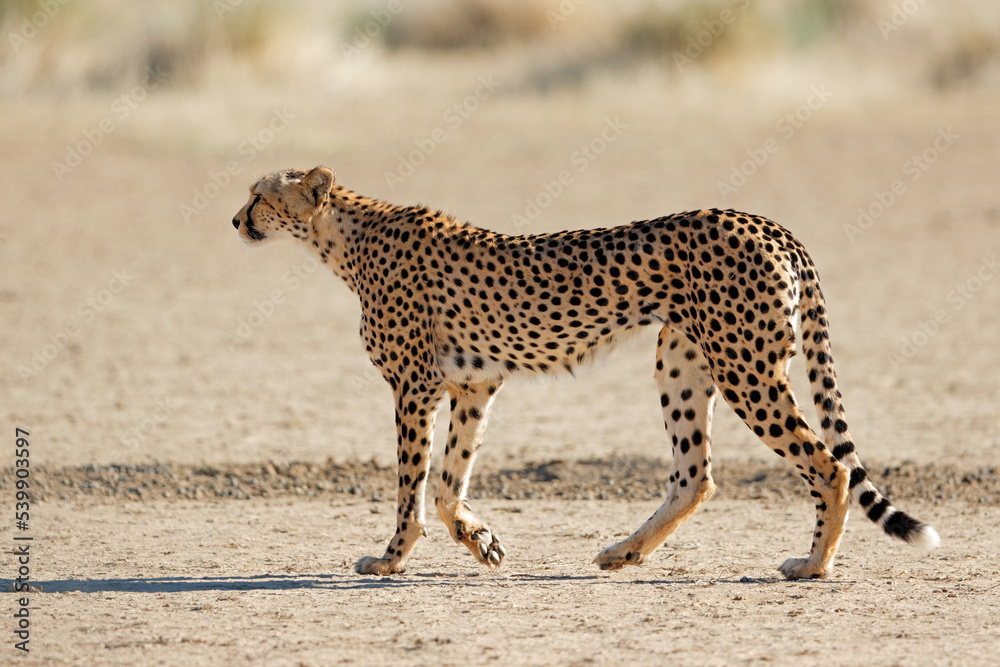 Wall mural A cheetah (Acinonyx jubatus) stalking in natural habitat, Kalahari desert, South Africa.