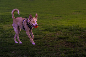 2022-10-17 A TAN AND WHITE DOG RUNNING IN A PARK WITH A ORANGE BALL IN ITS MOUTH WITH A GREEN LAWN AND BLURRY BACKGROUND