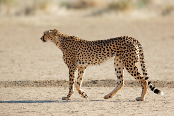 Obraz na płótnie Canvas A cheetah (Acinonyx jubatus) stalking in natural habitat, Kalahari desert, South Africa.