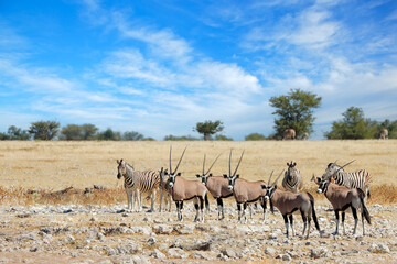 Alert gemsbok antelopes and plains zebras, Etosha National Park, Namibia.
