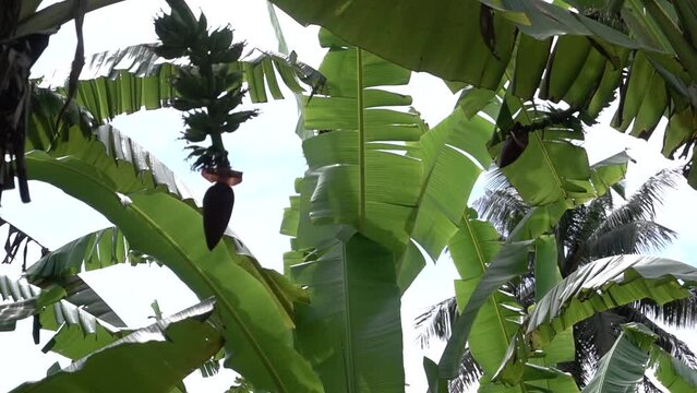 banana plantation plant with fresh breeze moving gently the big leafs