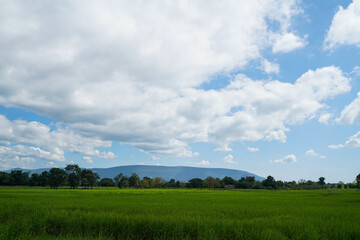 Naklejka premium Green Rice Field with Mountains Background under Blue Sky, Panorama view rice field. 