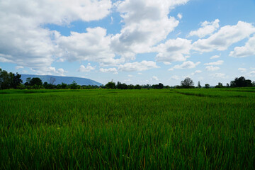 Fototapeta premium Green Rice Field with Mountains Background under Blue Sky, Panorama view rice field. 