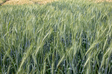 Photo of green rice field