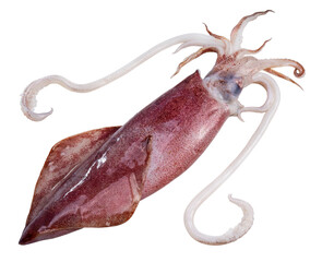 Fresh squid isolated on white background, Squid isolated on white PNG File.