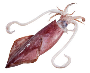 Fresh squid isolated on white background, Squid isolated on white PNG File.