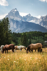 Horses grazing in field below the Grand Teton Mountains in Wyoming