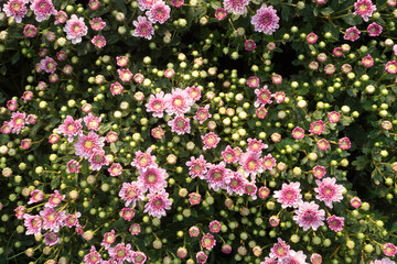 Chrysanthemum flowers in plantation nursery for nature background.