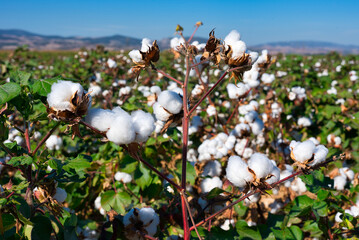 Open cotton bolls, Cotton ready for harvesting. Thessaly, Greece