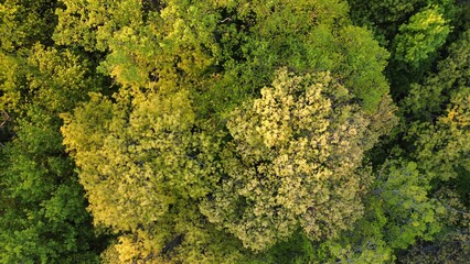 Yellow-Green Foliage