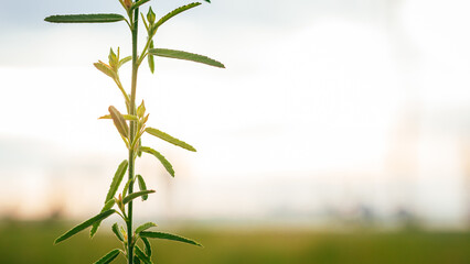 Fotografía de planta 