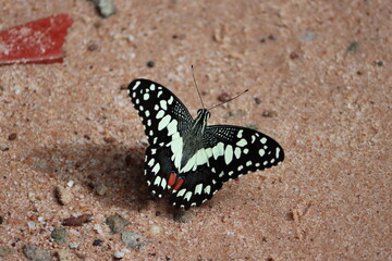 Cambodia. Papilio demoleus is a common and widespread swallowtail butterfly. The butterfly is also known as the lemon butterfly, lime swallowtail, and chequered swallowtail.