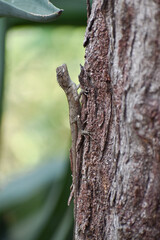 Indian chameleon ( chameleo zeylanicus) climbing on tree