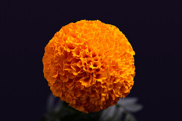 Cempasuchil yellow marigold flowers, cempazchitl flower for altars of day of the dead