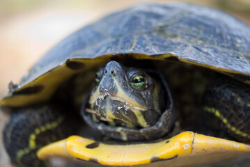 Turtle