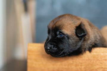 Cute little puppy sleeping in the wooden box. Malinois breed. Brown color palette. Dog photography. Life with pet. Close up portrait of a dog. Belgium shepherd