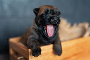 Cute little puppy yawning in the wooden box. Malinois breed. Brown color palette. Dog photography. Life with pet. Close up portrait of a dog. Belgium shepherd